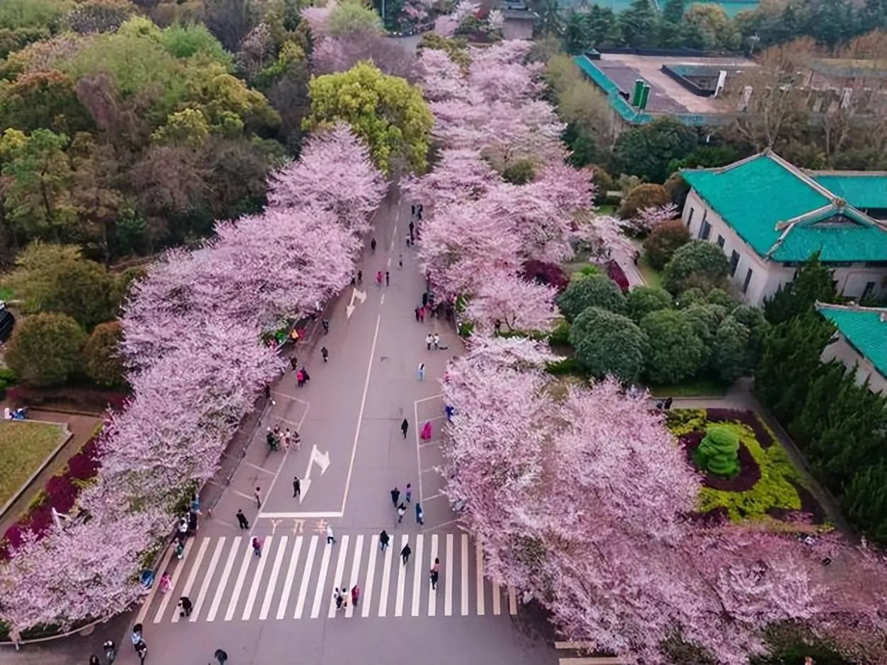 Cherry blossoms in full bloom at Wuhan University campus in spring — Wuhan's most beautiful season