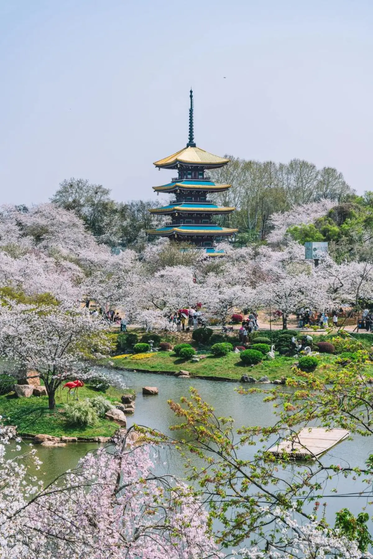 East Lake cherry blossom garden at Moshan in Wuhan, thousands of pink cherry trees in bloom