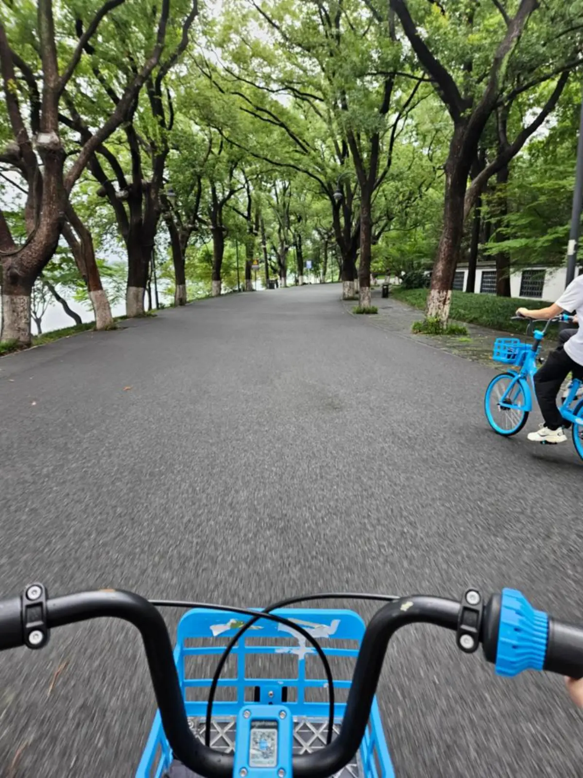 Cycling on East Lake Greenway in Wuhan, tree-lined path along the lake with no cars