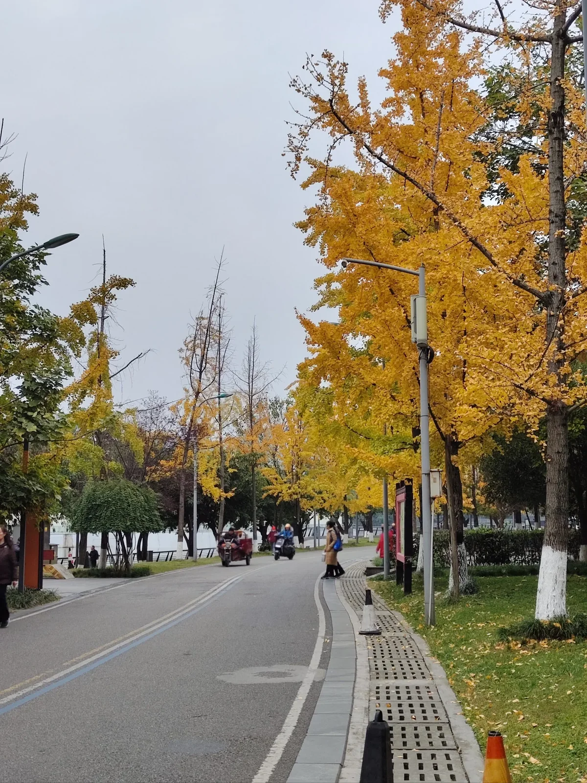 A paved park path curving past a row of golden ginkgo trees, with a woman in a brown coat walking under them and fallen leaves on the grass