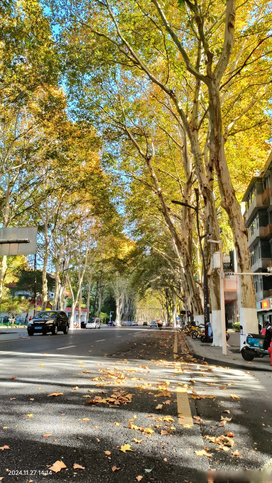 Wuhan street lined with autumn-colored trees, golden ginkgo leaves against a blue sky, capturing the city's brief beautiful fall season