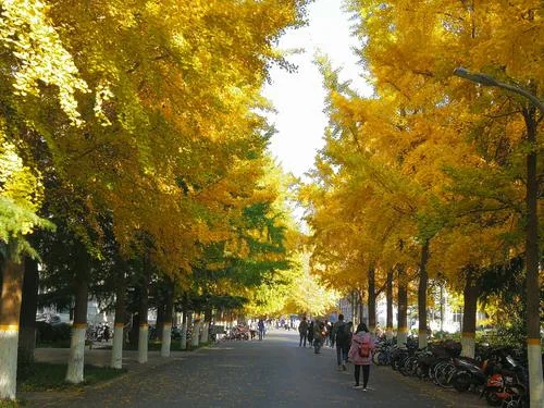 Ginkgo avenue in autumn Wuhan, trees fully yellow over a wide path with people walking and bicycles parked along the side