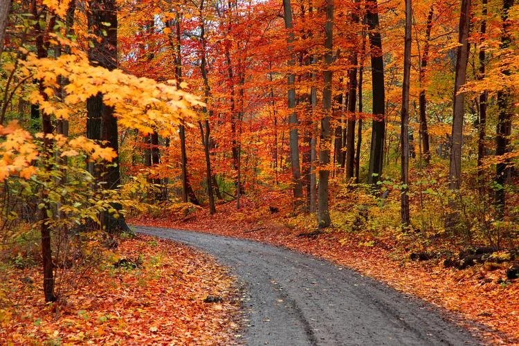 Autumn forest path in Wuhan, red and orange maple leaves covering the ground and lining a paved trail