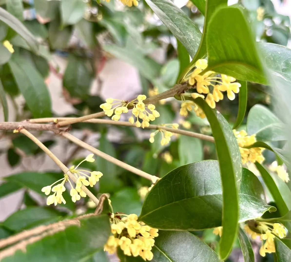Clusters of tiny pale yellow osmanthus flowers in bloom along a woody branch, with glossy dark green leaves
