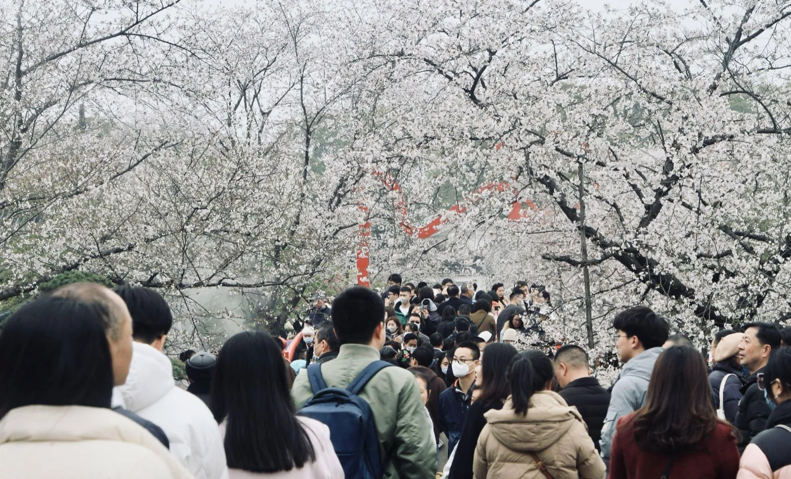 Wuhan year-round festivals and events — cherry blossoms in spring, night markets in summer, Yangtze swimming competition, autumn lake cycling