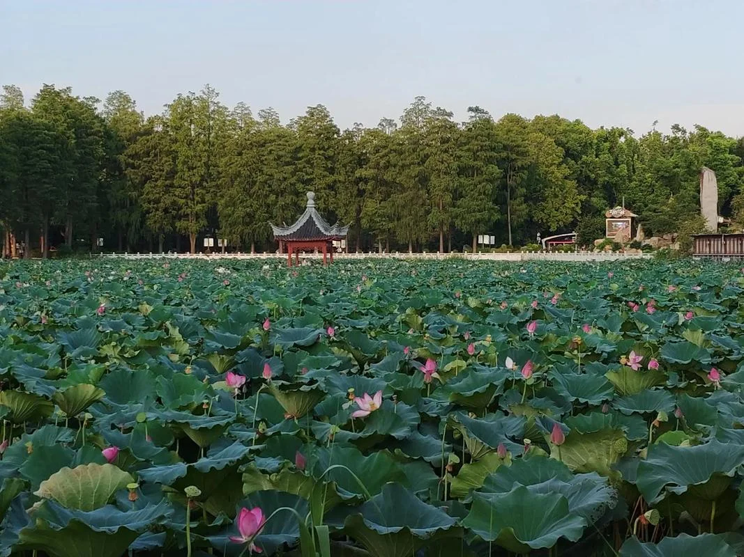 Close-up of pink lotus flowers blooming in an East Lake pond, with broad green lily pads floating on the still water surface