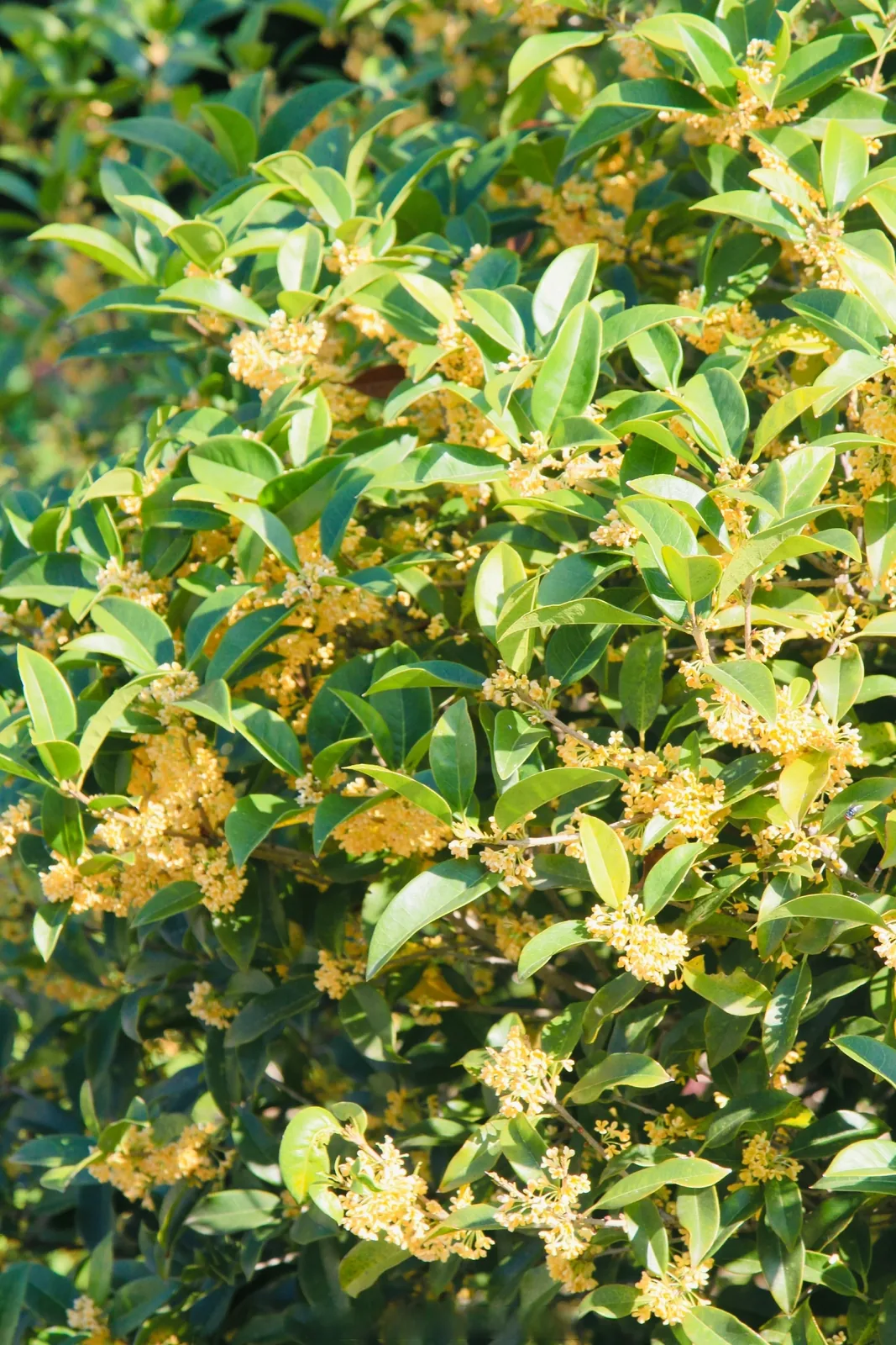 Osmanthus tree branch heavy with tiny golden yellow flowers, the source of Wuhan's powerful autumn fragrance