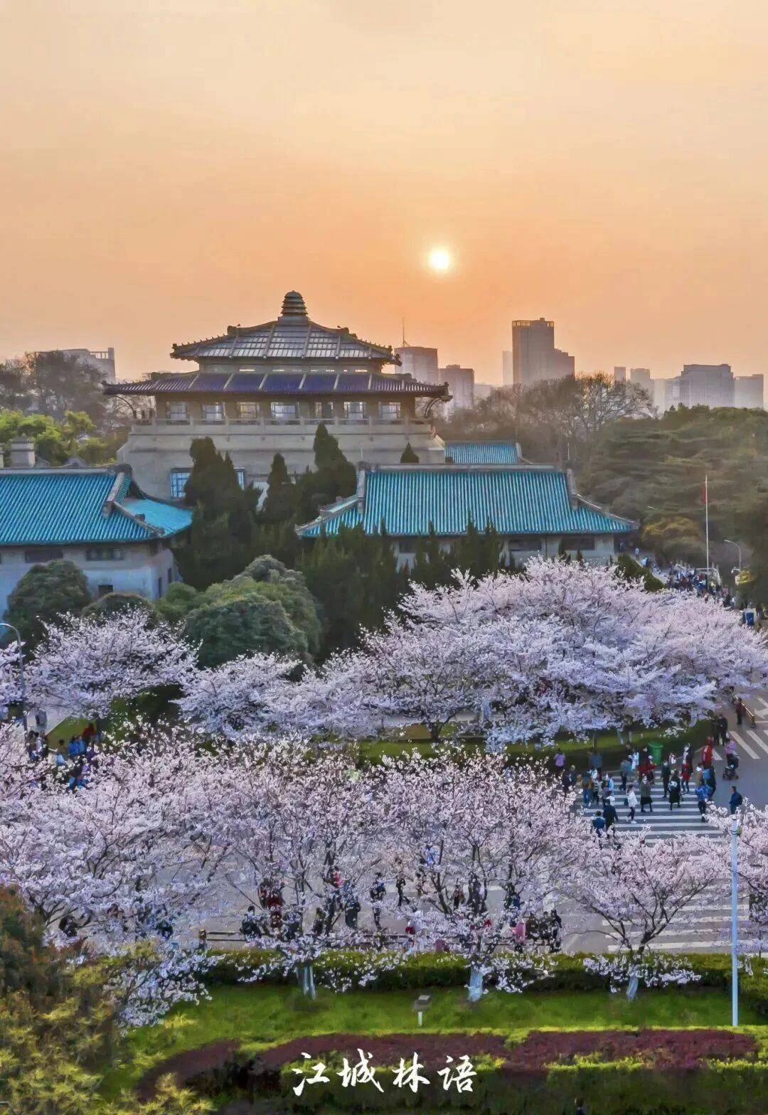 Canopy of pink cherry blossoms forming a tunnel over a path at East Lake, less crowded than Wuhan University but equally beautiful