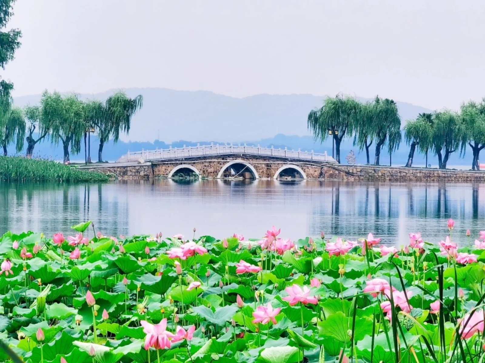 Summer lotus pond with pink flowers, stone arch bridge crossing green water, weeping willars and distant mountains under grey sky
