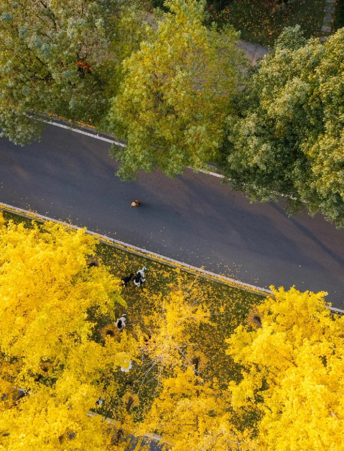 Aerial view of a road with golden ginkgo trees on one side and green trees on the other, people walking among fallen yellow leaves