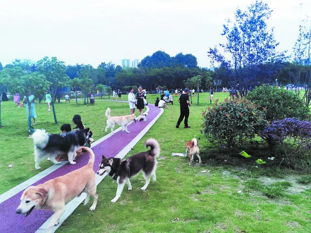 Dawn at a Wuhan park or greenway: dozens of dogs being walked by their owners, flocks of goldens, huskies, and corgis filling the paths in the early morning light, showing the sheer scale of the city's dog-walking culture