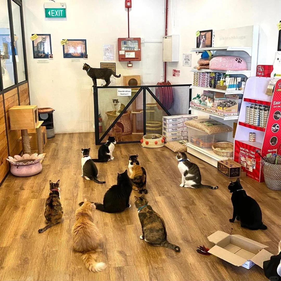 Inside a quality Wuhan cat café: cats lounging on shelves and platforms, customers respectfully interacting with them through play or observation at comfortable distance