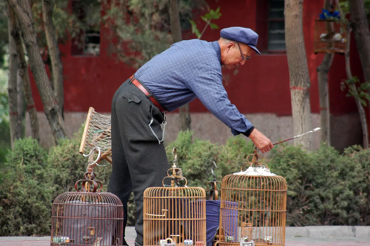 Retired men with pet birds in wooden cages hanging in trees at Jiefang Park in Wuhan, sitting on benches chatting in morning light