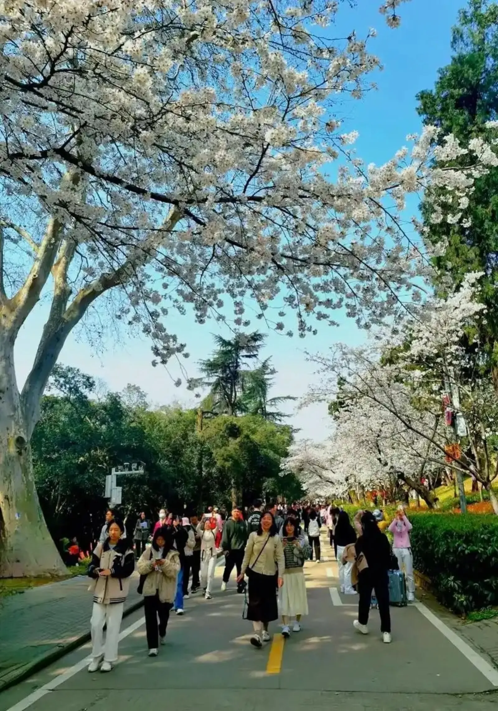 Cherry blossom avenue at Wuhan University in full bloom with students walking between the trees