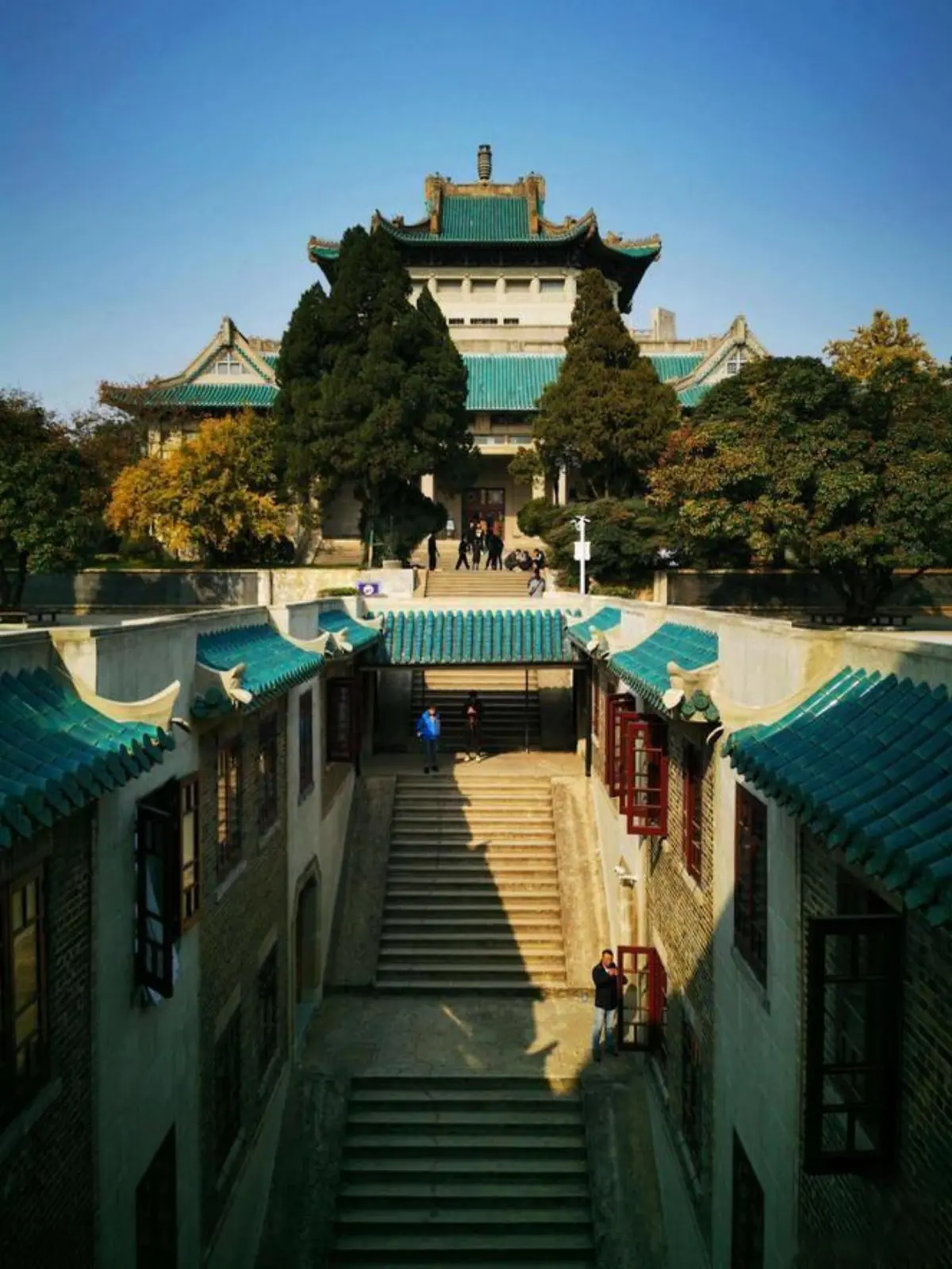 Close-up of cherry blossoms lining the path at Wuhan University with visitors walking beneath