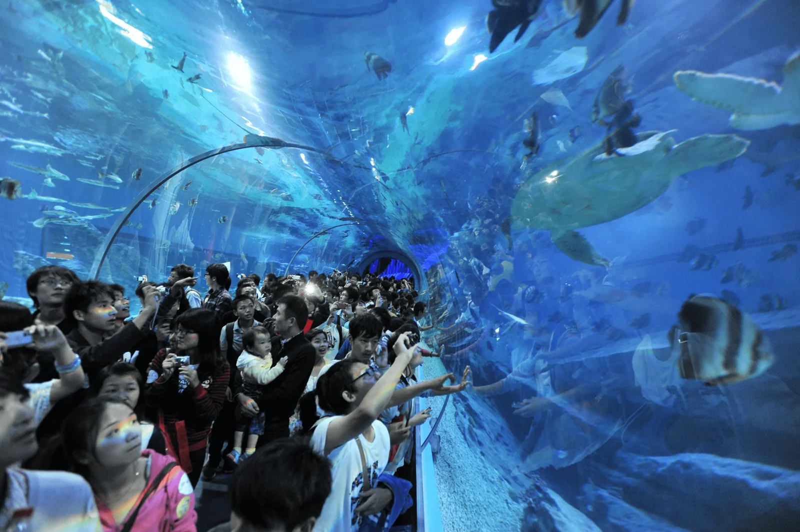 A crowded aquarium tunnel with visitors pressed to the curved acrylic window photographing fish, a large shark swimming overhead and a child in a stroller among the crowd